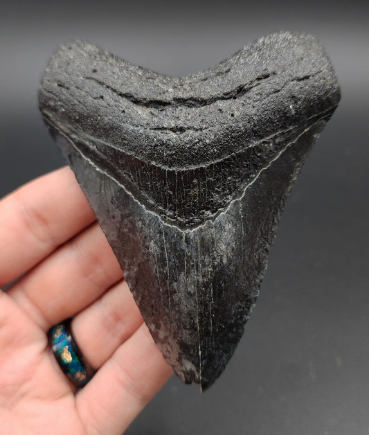 Authentic 4.24-inch Megalodon tooth fossil from Venice, Florida – full front view