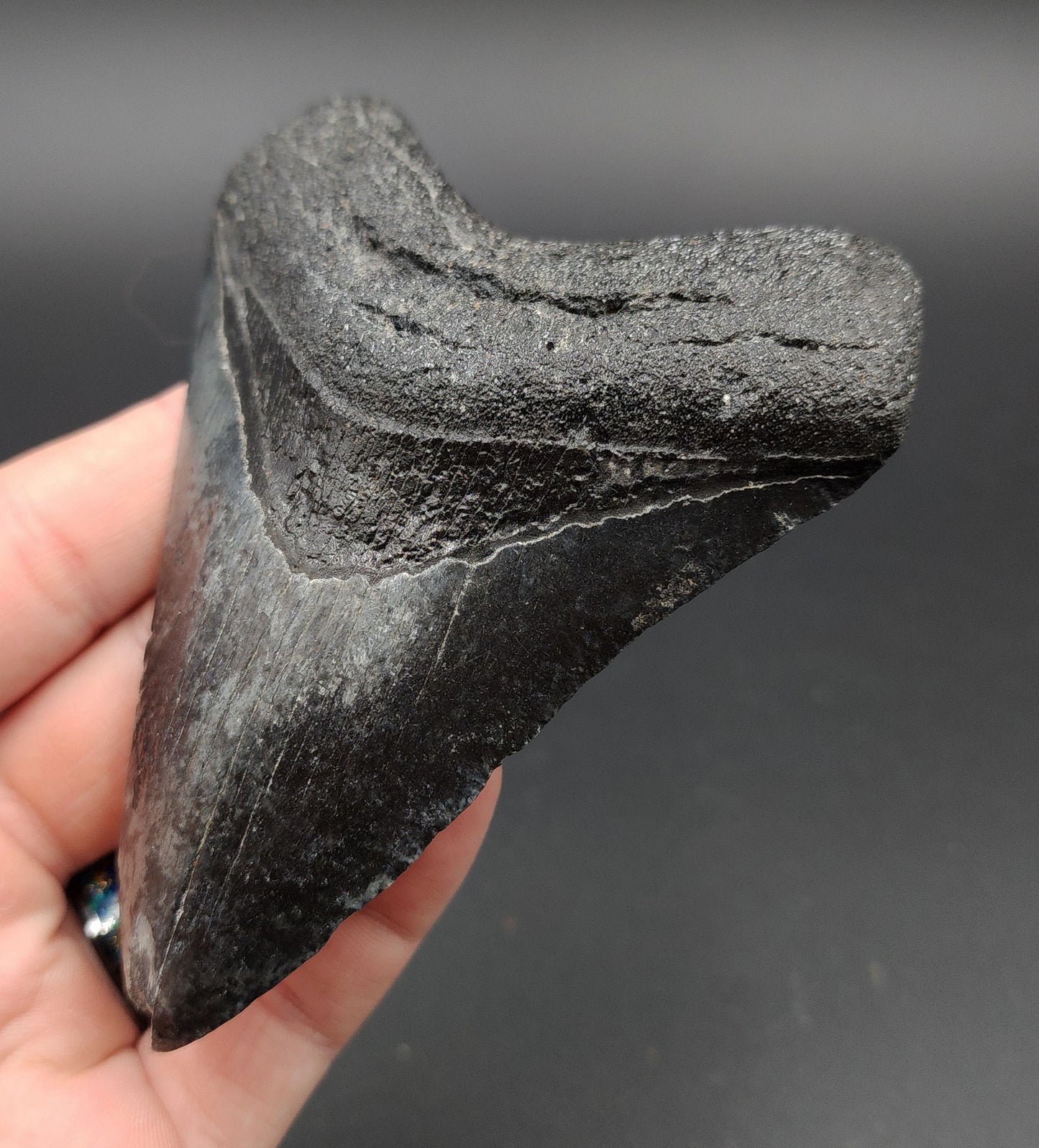4.24-inch Megalodon tooth fossil from Venice, Florida shown with scale for size reference