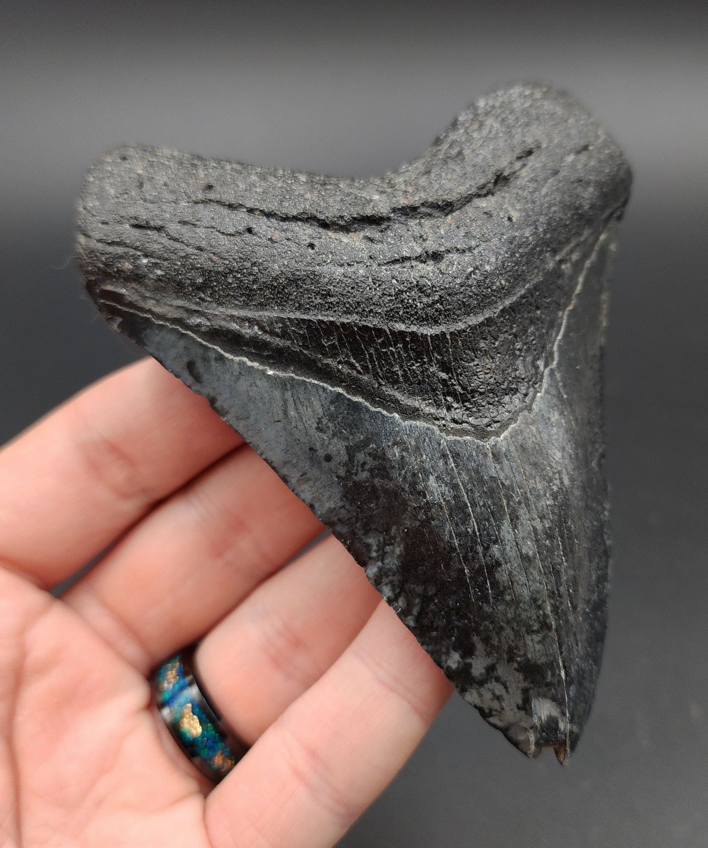 Close-up of serrated edge on 4.24-inch Megalodon tooth from Venice, Florida