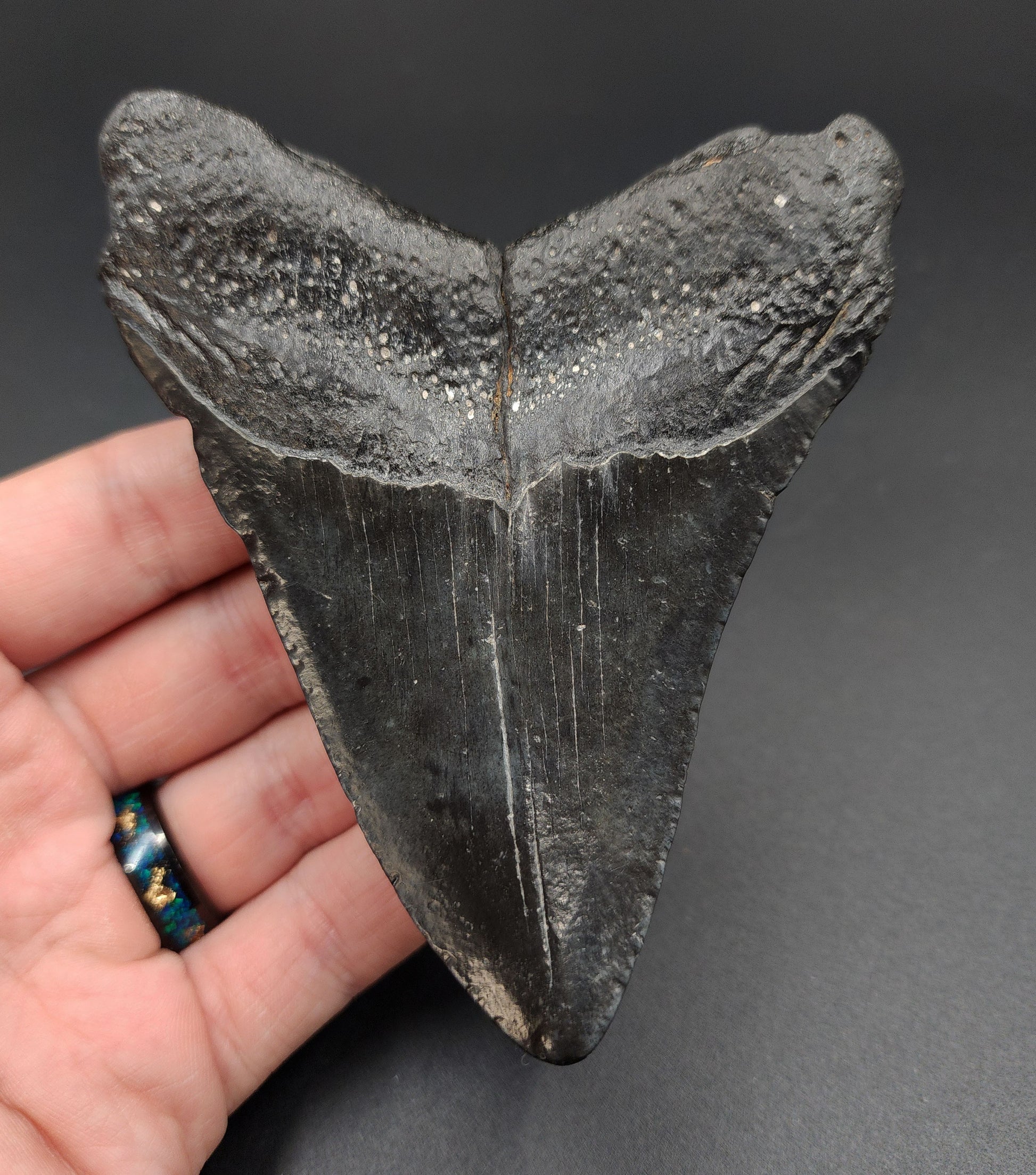 Close‑up of serrated edge on 4.29‑inch Megalodon tooth fossil from South Carolina