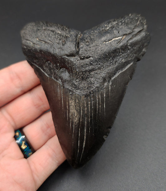 Authentic 4.29‑inch Megalodon tooth fossil from South Carolina – front view