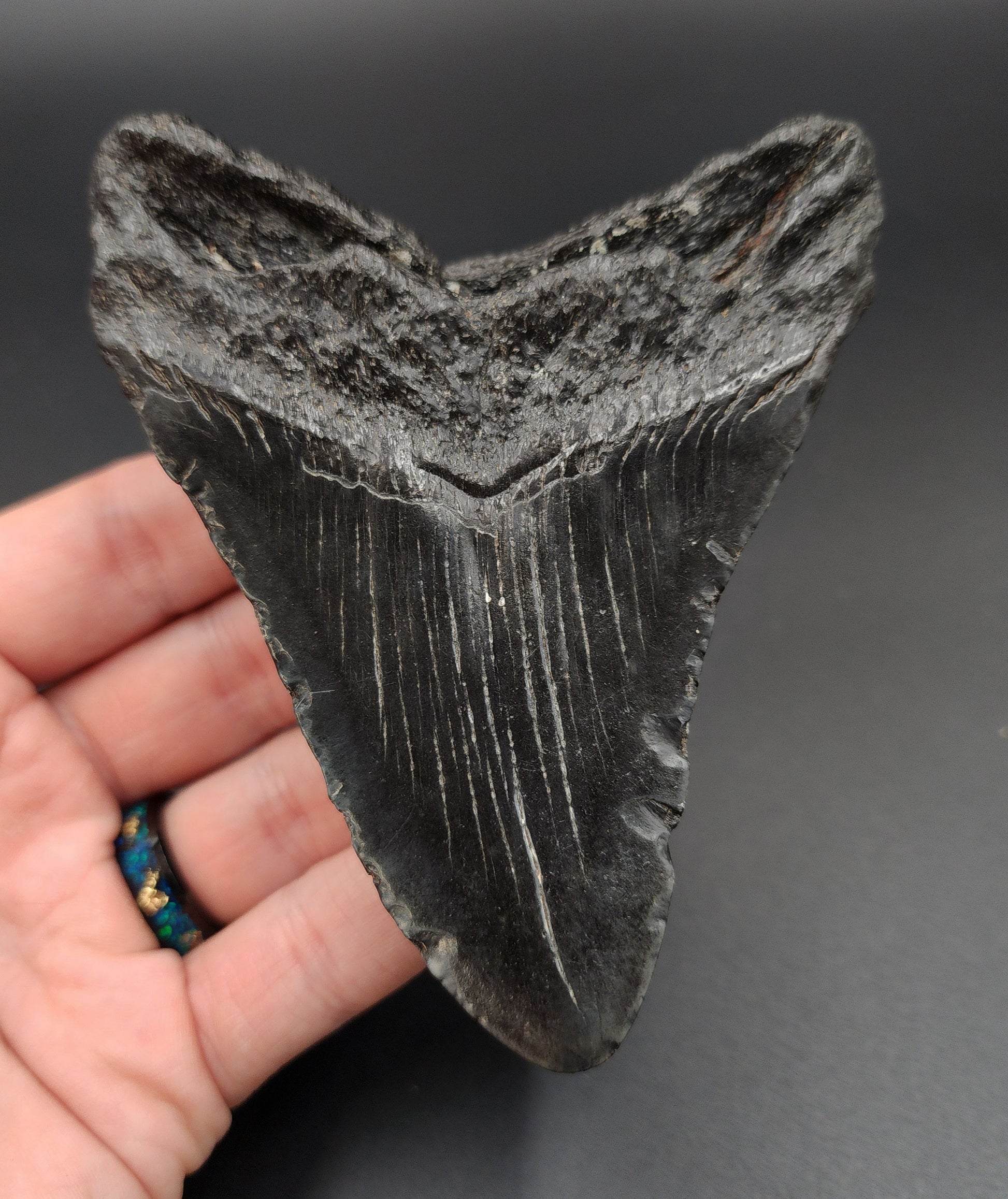 Close‑up of serrated edge on 4.31‑inch Megalodon tooth fossil from South Carolina