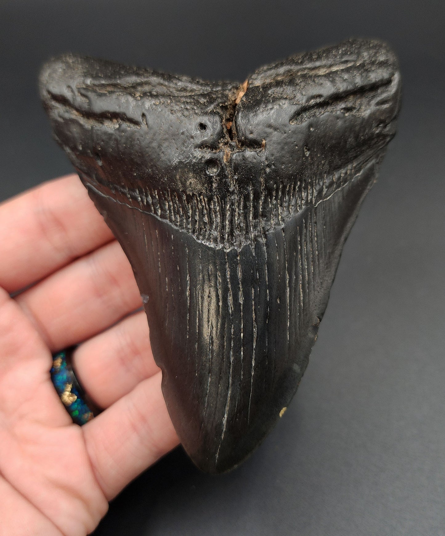 Authentic 4.31‑inch Megalodon tooth fossil from South Carolina – full front view