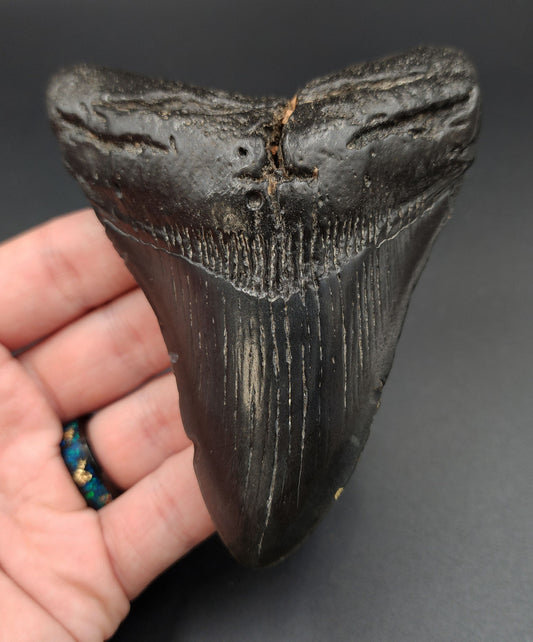 Authentic 4.31‑inch Megalodon tooth fossil from South Carolina – full front view