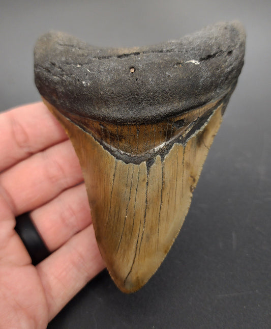 4.32 inch fossil Megalodon tooth “Meg‑Ledge” – front view showing robust serrations and worn enamel