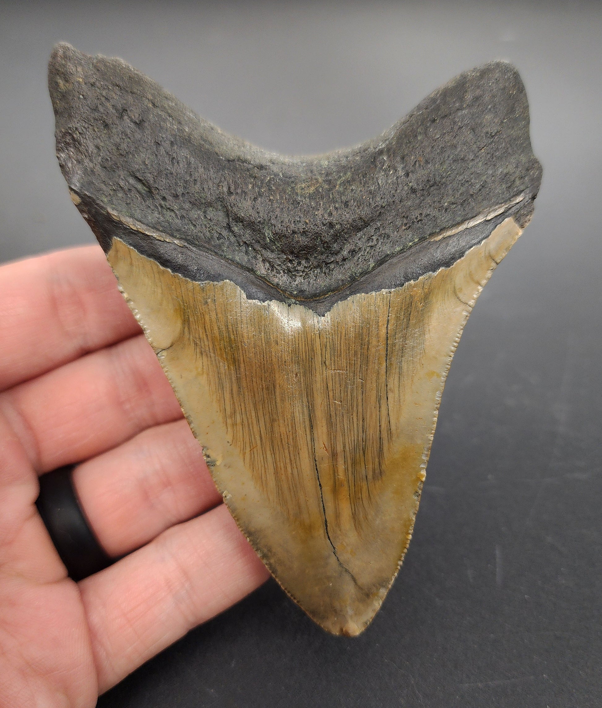 Authentic 4.32 inch Megalodon tooth “Meg‑Ledge” – side view highlighting thick root, bourrelet, and natural coloration