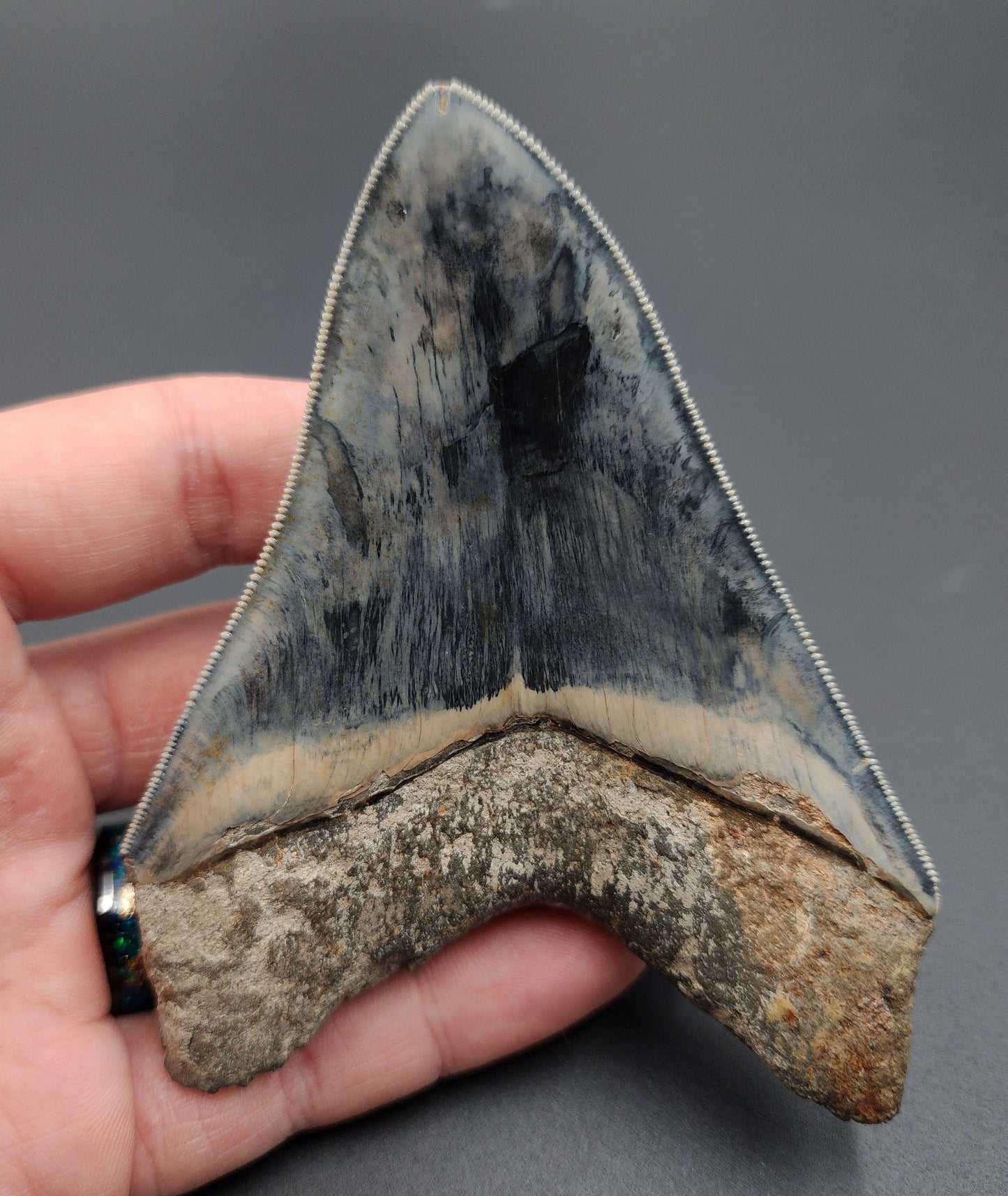 Top angle view of Indonesian Megalodon tooth fossil measuring 4.33 inches