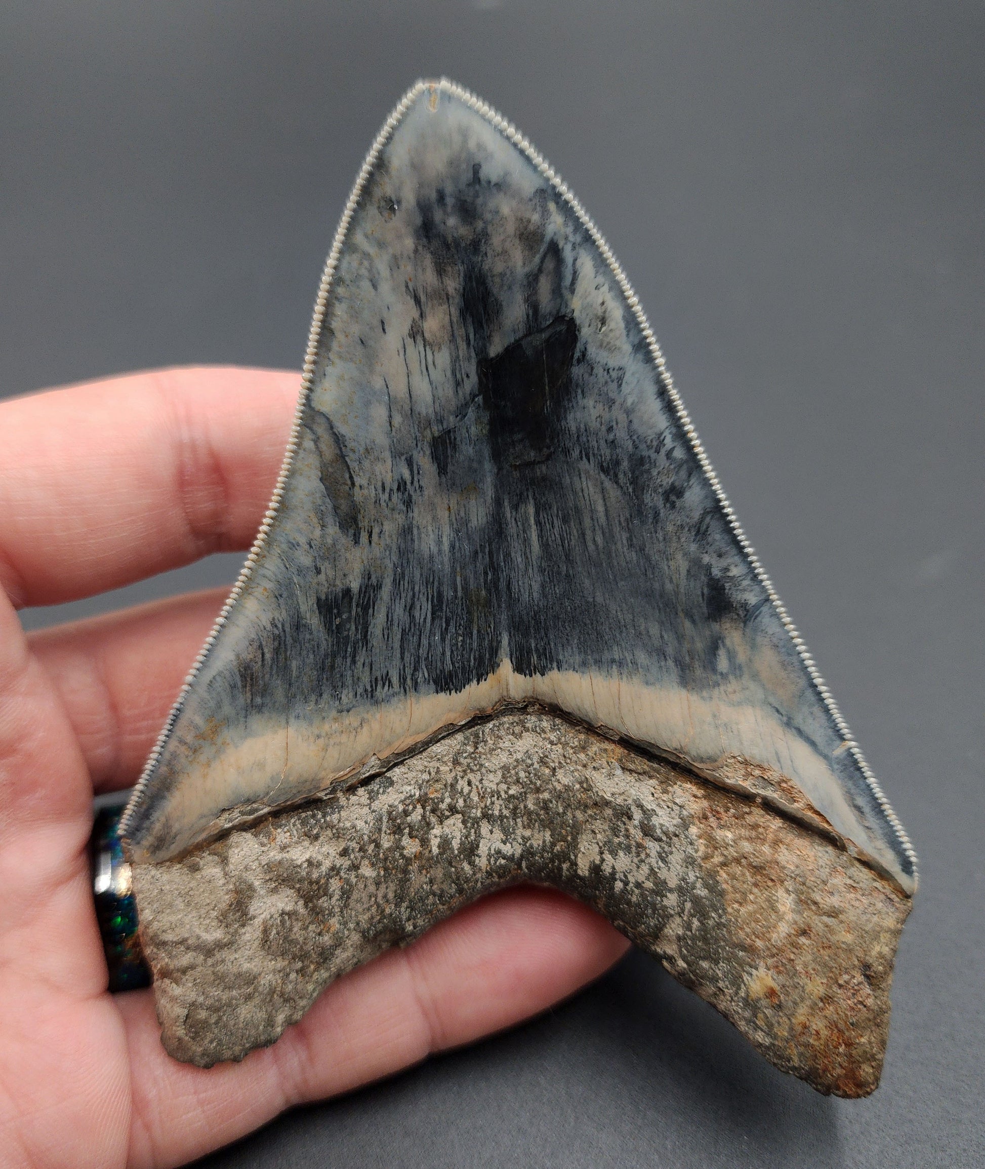 Top angle view of Indonesian Megalodon tooth fossil measuring 4.33 inches