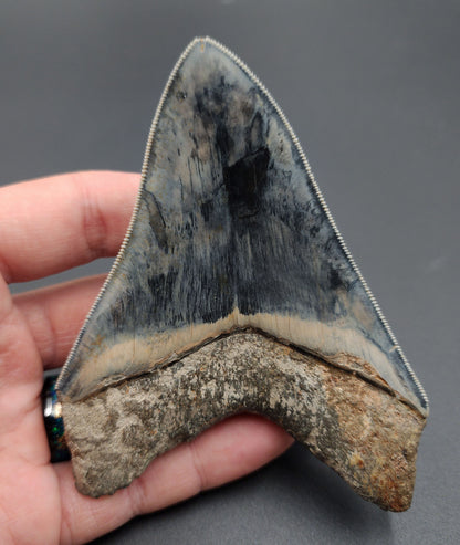 Top angle view of Indonesian Megalodon tooth fossil measuring 4.33 inches