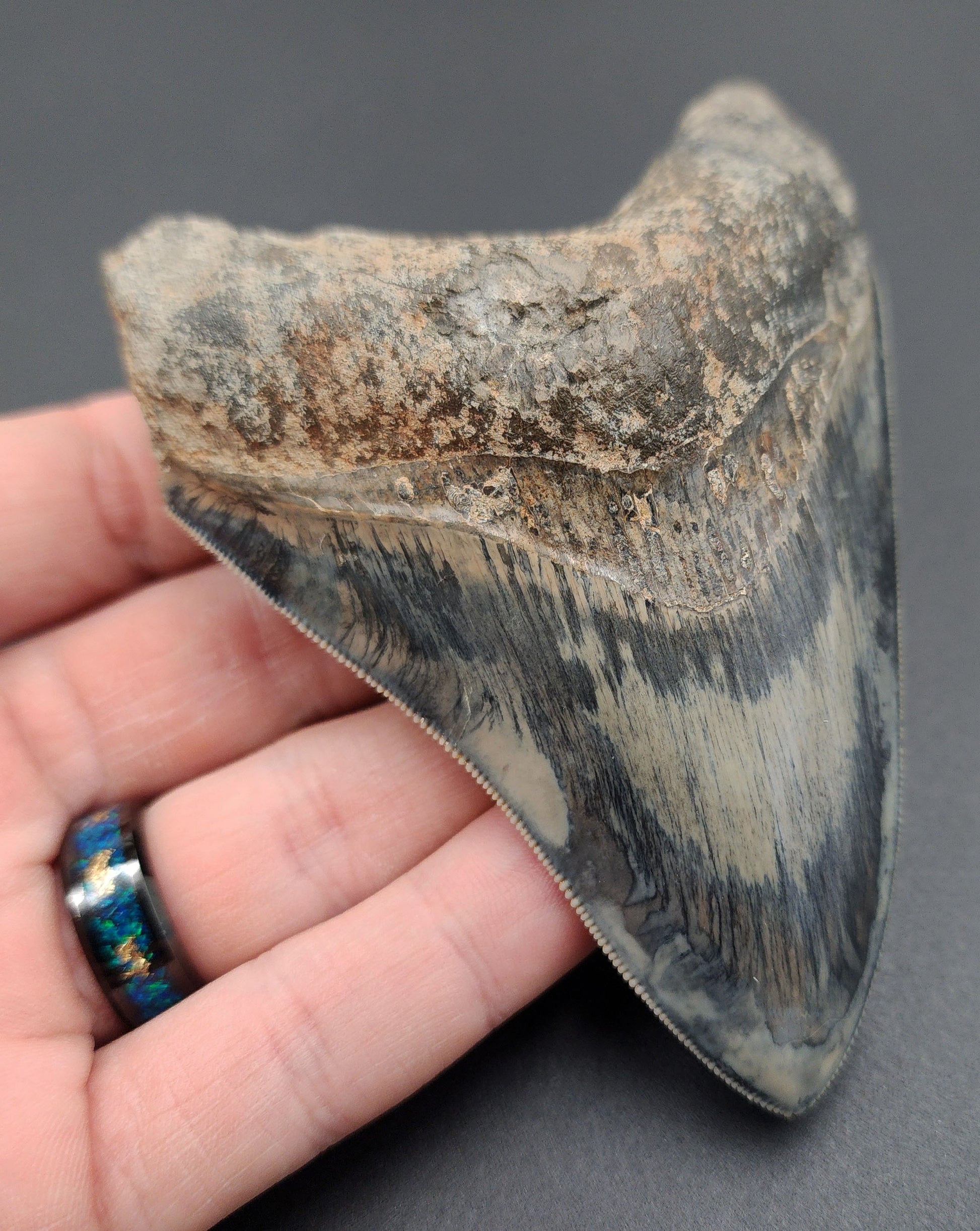 Back view of 4.33-inch Megalodon tooth fossil from Indonesia