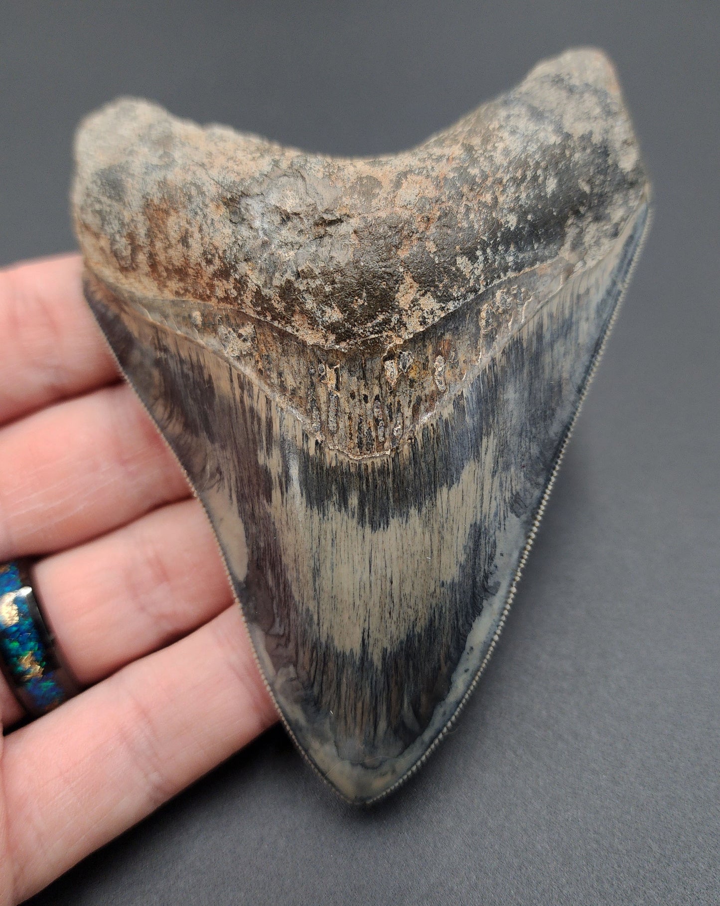 High quality 4.33-inch Megalodon tooth fossil from Indonesia - full front view