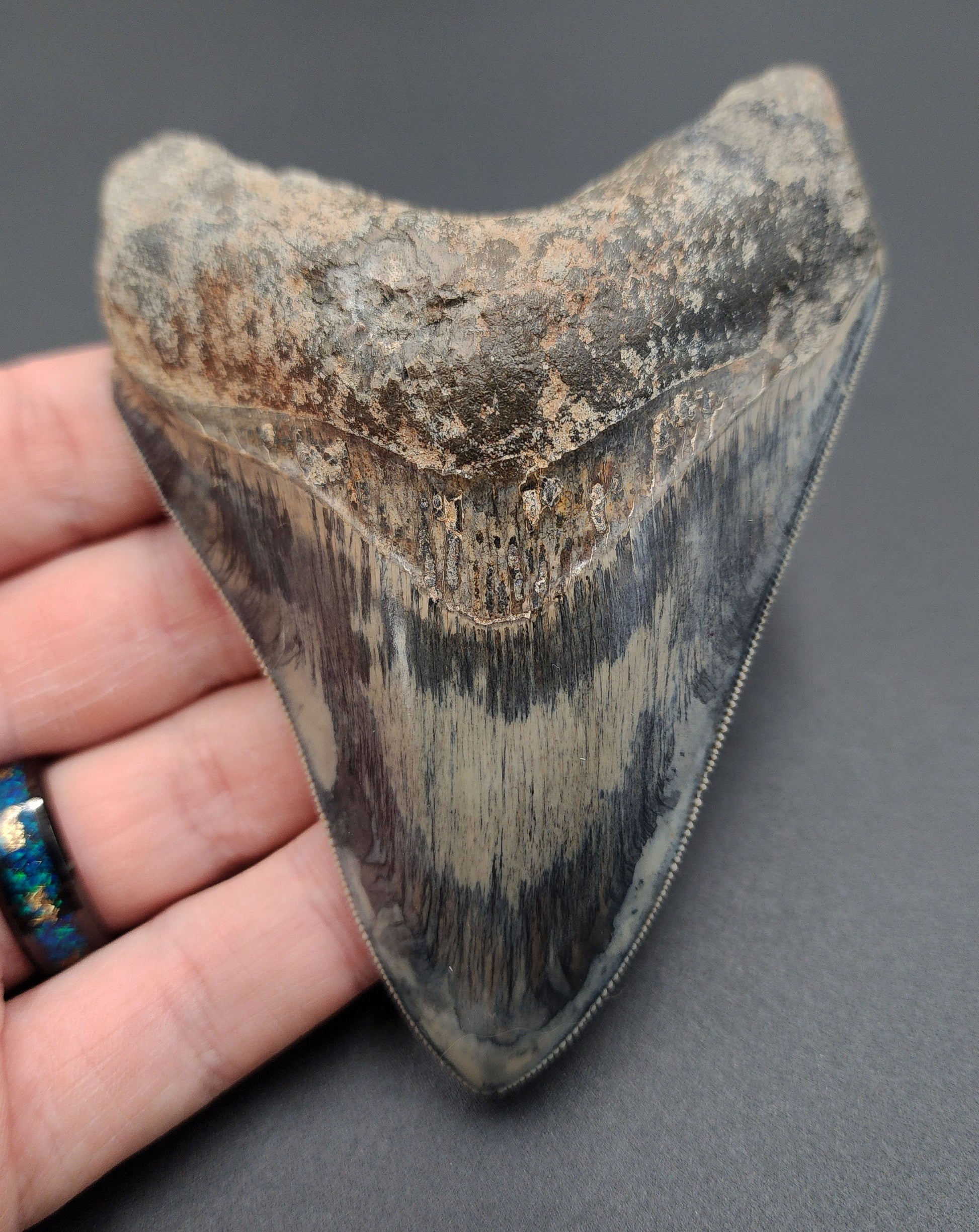 High quality 4.33-inch Megalodon tooth fossil from Indonesia - full front view