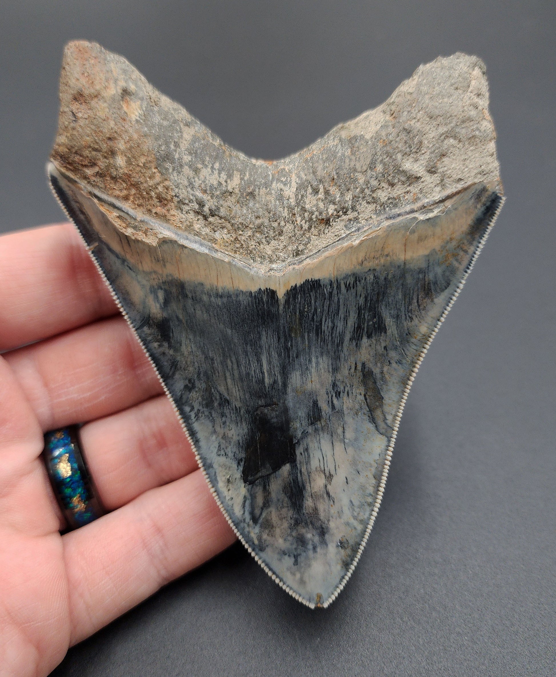 Detailed view of root and bourlette on Indonesian Megalodon tooth fossil
