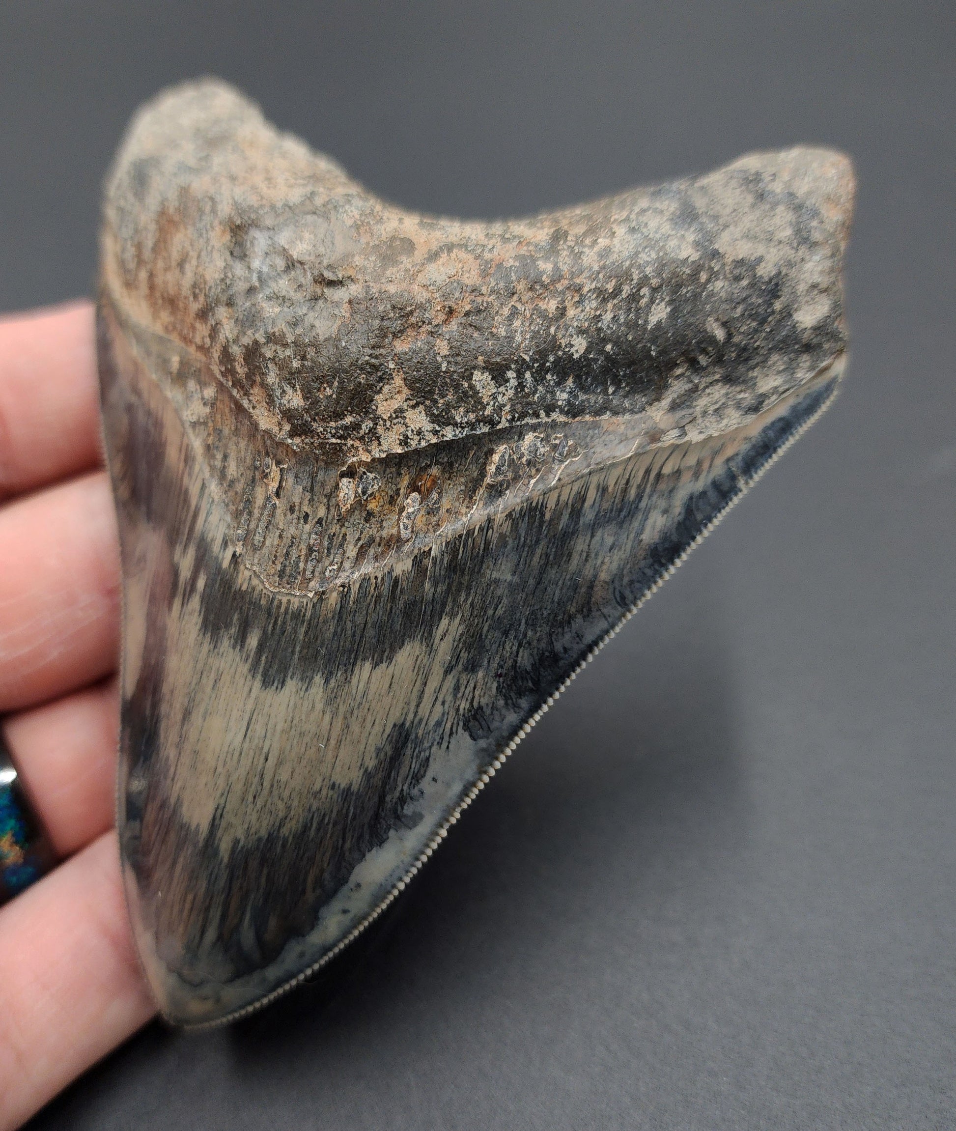 Close-up of serrated edge on 4.33-inch Megalodon tooth from Indonesia