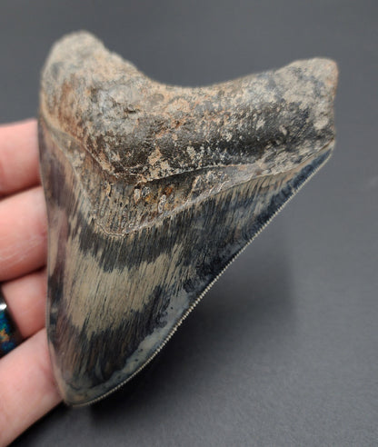 Close-up of serrated edge on 4.33-inch Megalodon tooth from Indonesia
