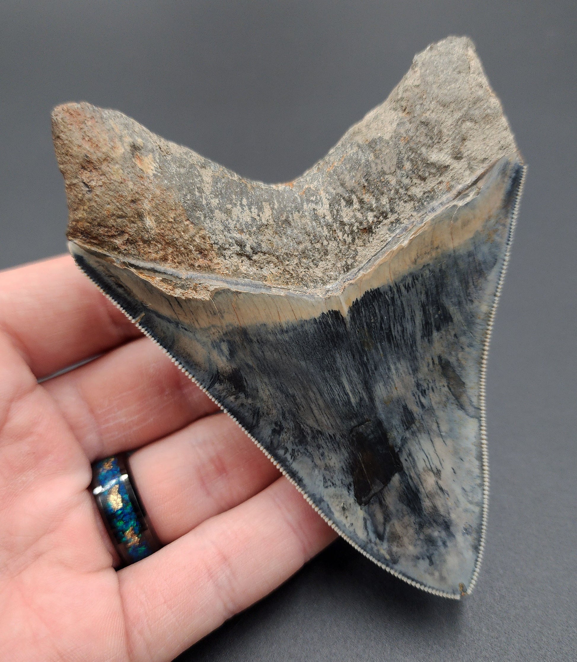 Side profile of 4.33-inch fossil Megalodon tooth from Indonesia