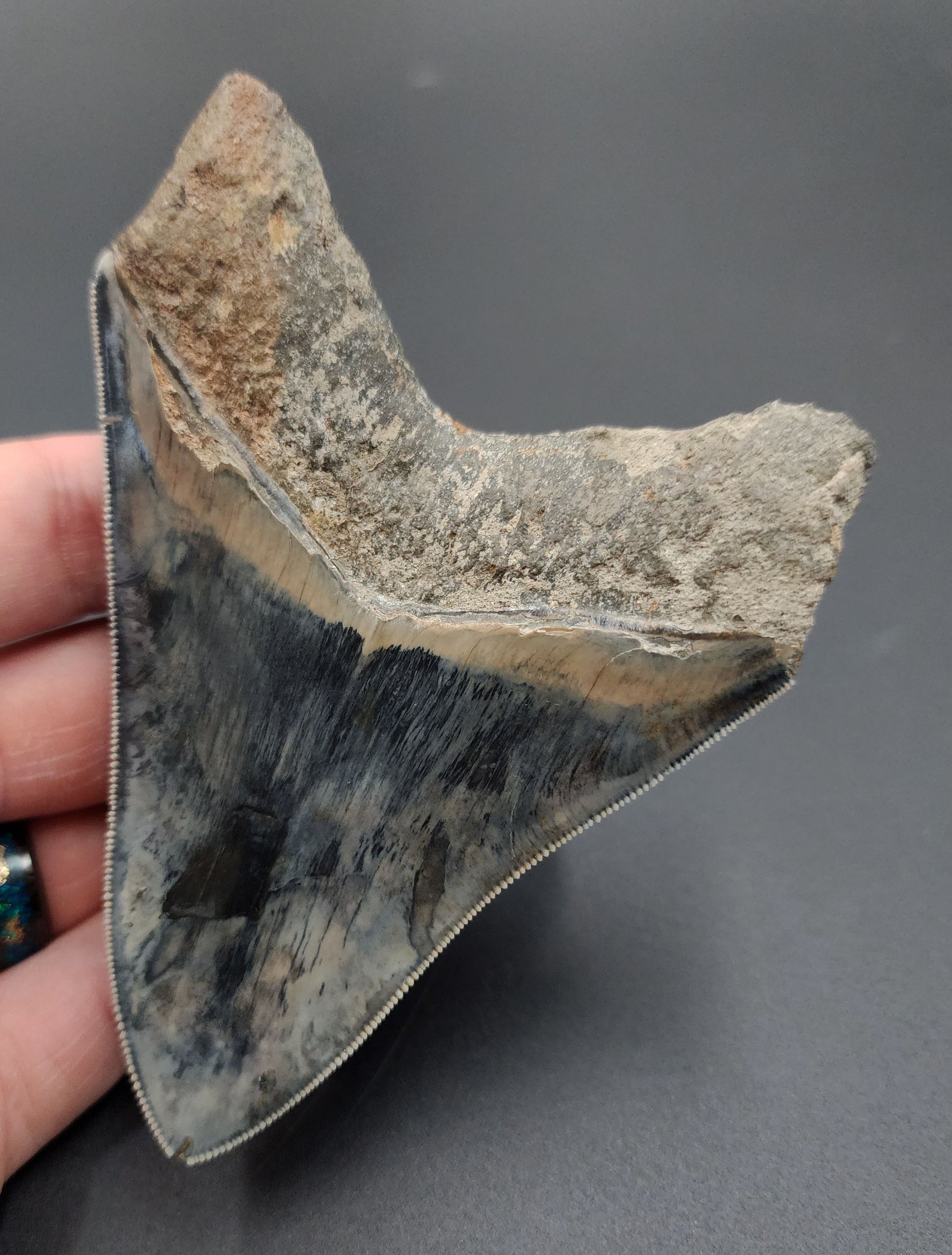 Close-up of tip on 4.33-inch Megalodon fossil tooth from Indonesia
