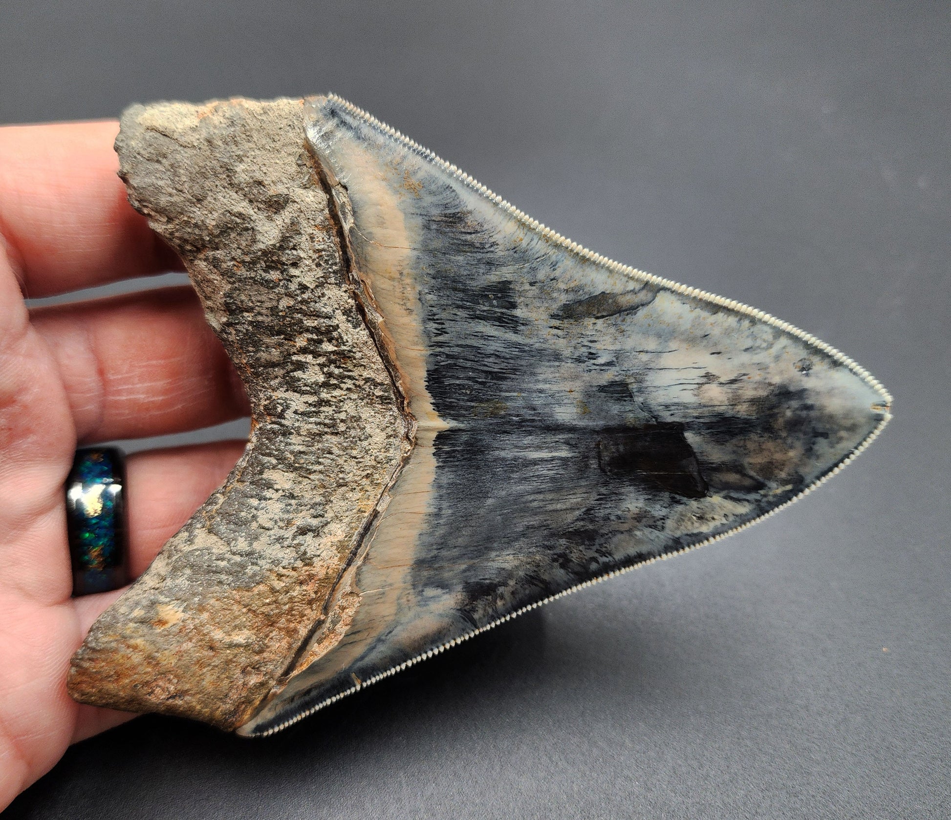 4.33-inch Megalodon tooth from Indonesia shown with scale for size reference
