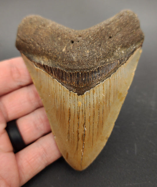4.36 inch fossil Megalodon tooth “Meg‑Ledge” – front view showcasing robust serrations and glossy enamel texture
