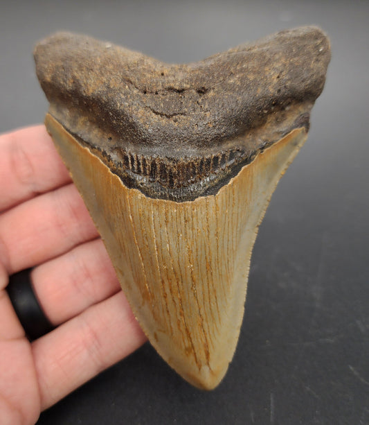 4.36 inch fossil Megalodon tooth “Meg‑Ledge” – front view showing well‑defined serrations, glossy enamel finish, and intact bourrelet
