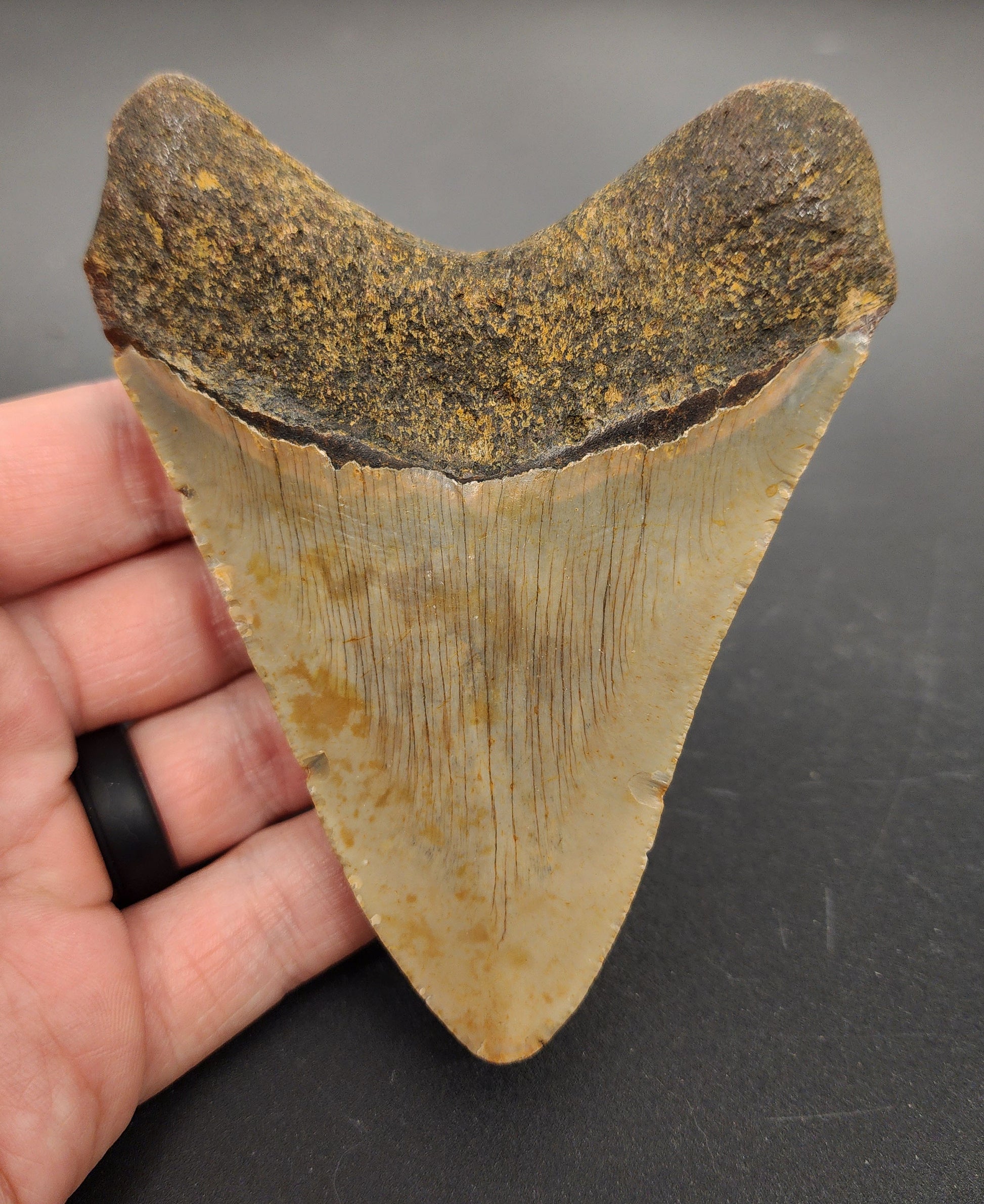 Authentic 4.36 inch Megalodon tooth “Meg‑Ledge” – angled side view highlighting bourrelet, root base, and natural coloration