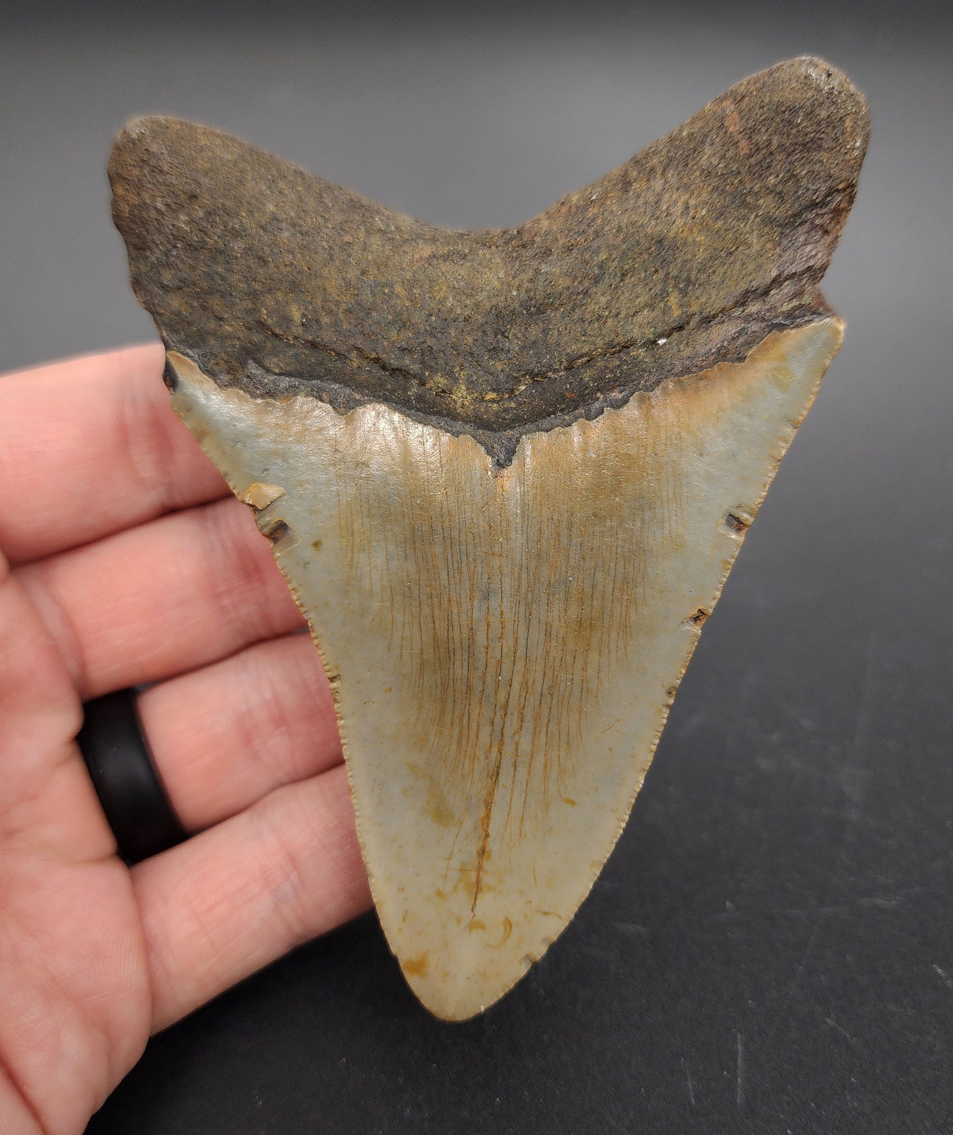 Authentic 4.36 inch Megalodon tooth “Meg‑Ledge” – angled side view highlighting root structure, blade curvature, and natural coloration gradient