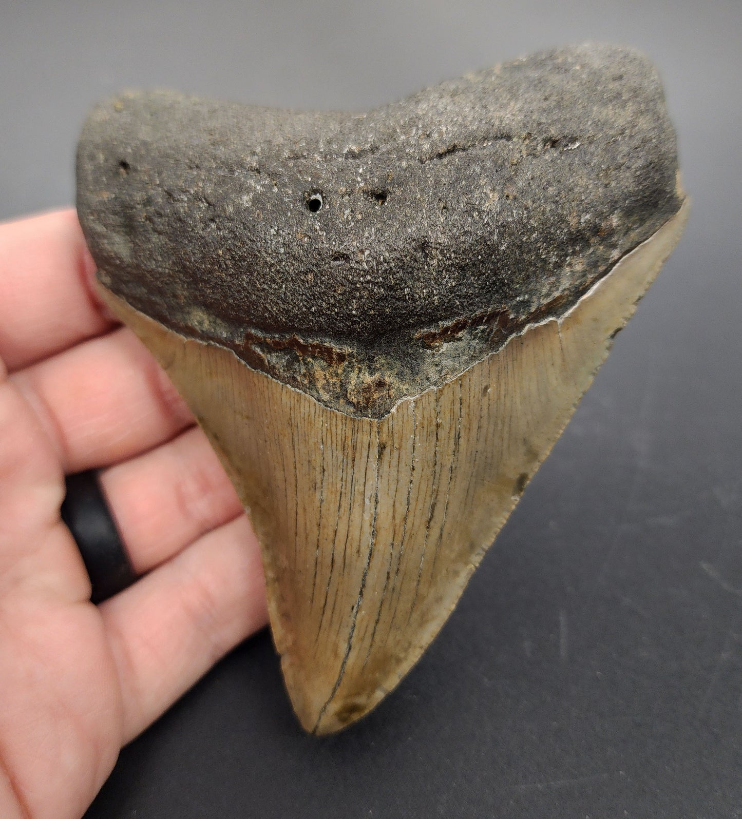 4.37 inch fossil Megalodon tooth “Meg‑Ledge” – front view showing sharp serrations, triangular crown, and natural enamel texture