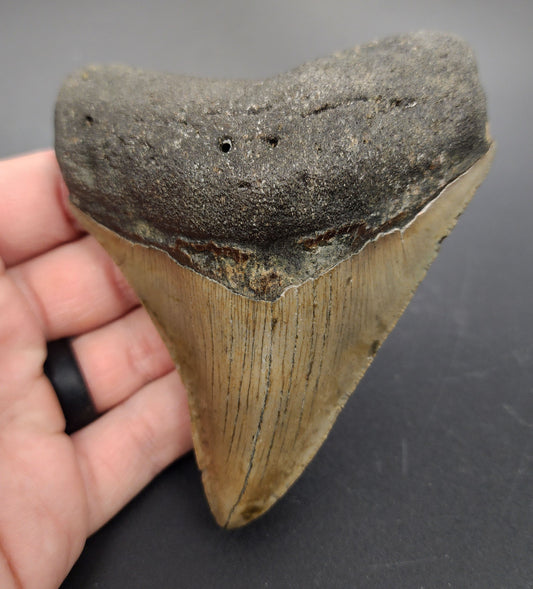 4.37 inch fossil Megalodon tooth “Meg‑Ledge” – front view showing sharp serrations, triangular crown, and natural enamel texture