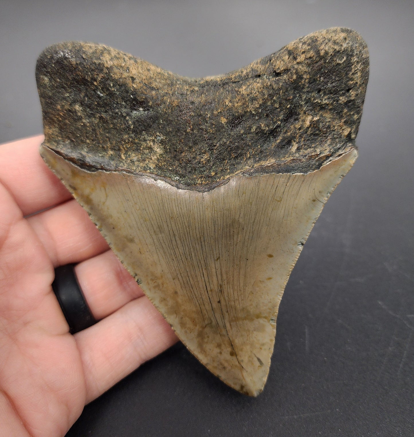 Authentic 4.37 inch Megalodon tooth “Meg‑Ledge” – side view highlighting bourrelet, root base, and subtle coloration gradients