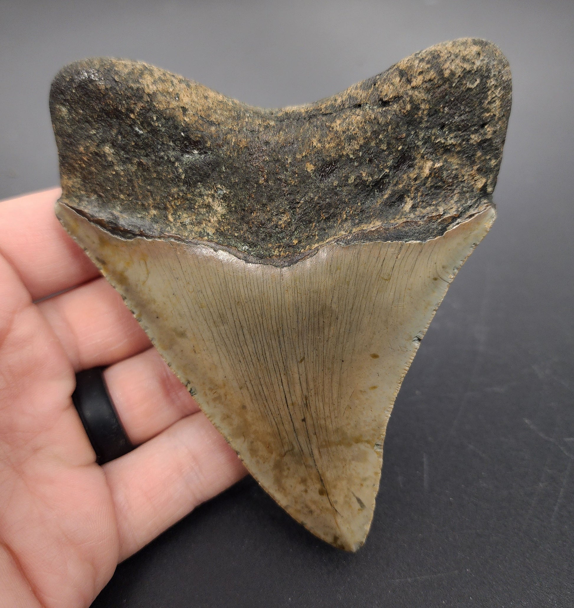 Authentic 4.37 inch Megalodon tooth “Meg‑Ledge” – side view highlighting bourrelet, root base, and subtle coloration gradients