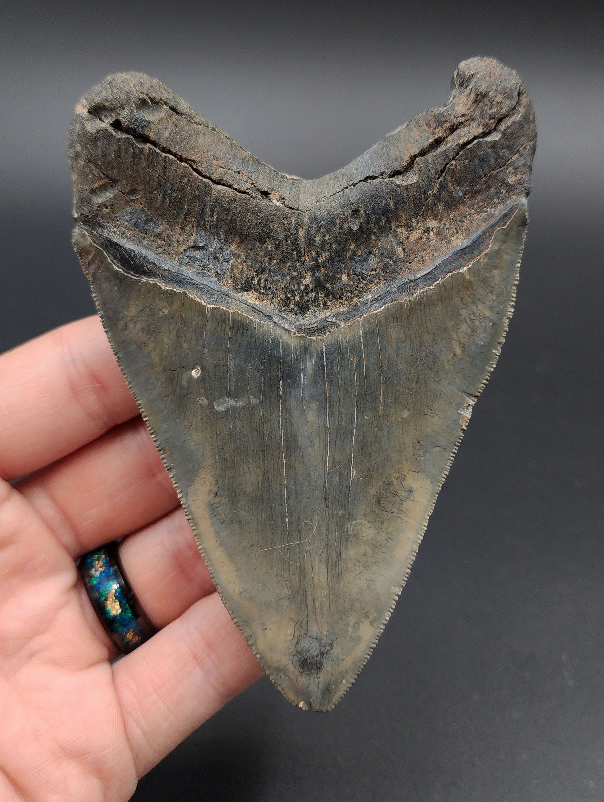 Back view of 4.37‑inch Megalodon tooth from Venice, Florida