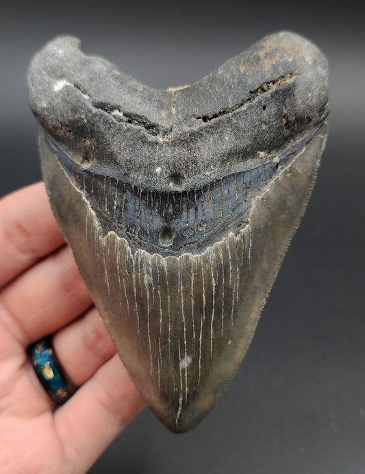 Authentic 4.37‑inch Megalodon tooth fossil from Venice, Florida – full front view