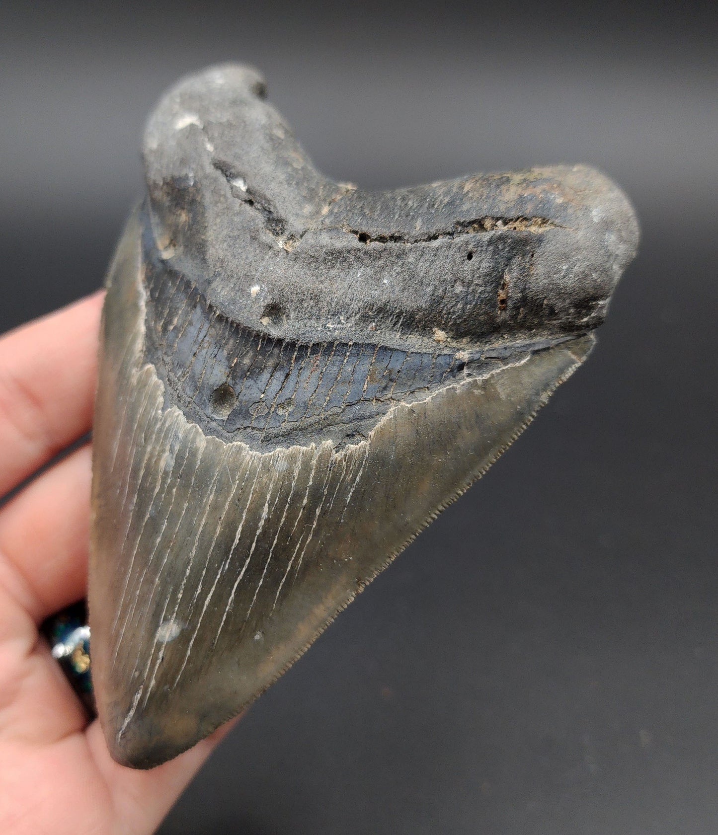 4.37‑inch Megalodon tooth fossil from Venice, Florida shown with scale for size reference