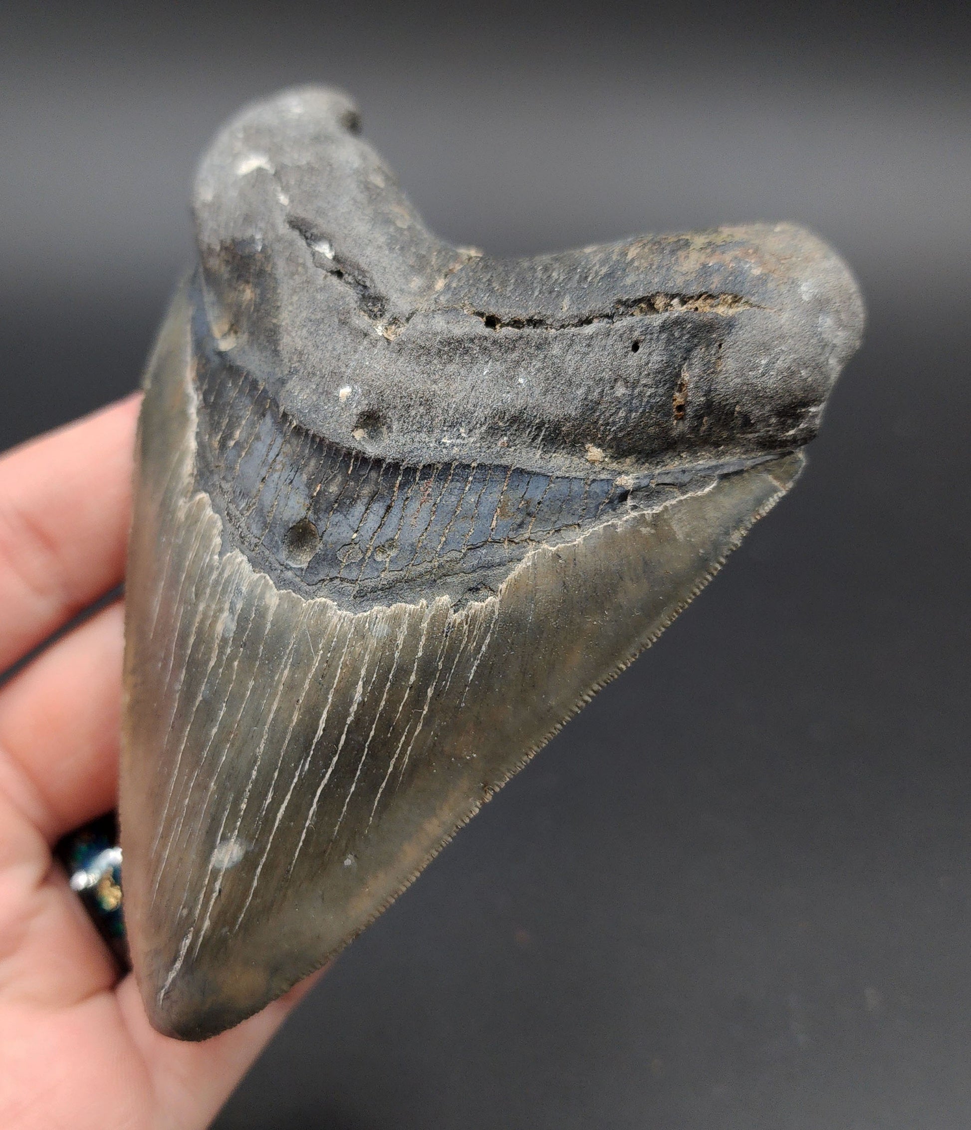 4.37‑inch Megalodon tooth fossil from Venice, Florida shown with scale for size reference