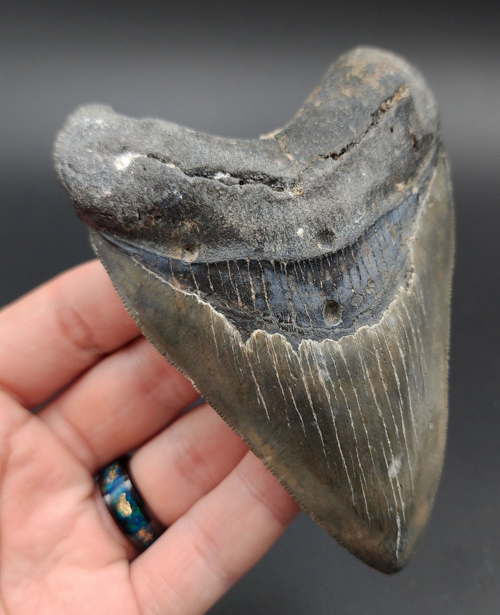 Close‑up of serrated edge on 4.37‑inch Megalodon tooth from Venice, Florida