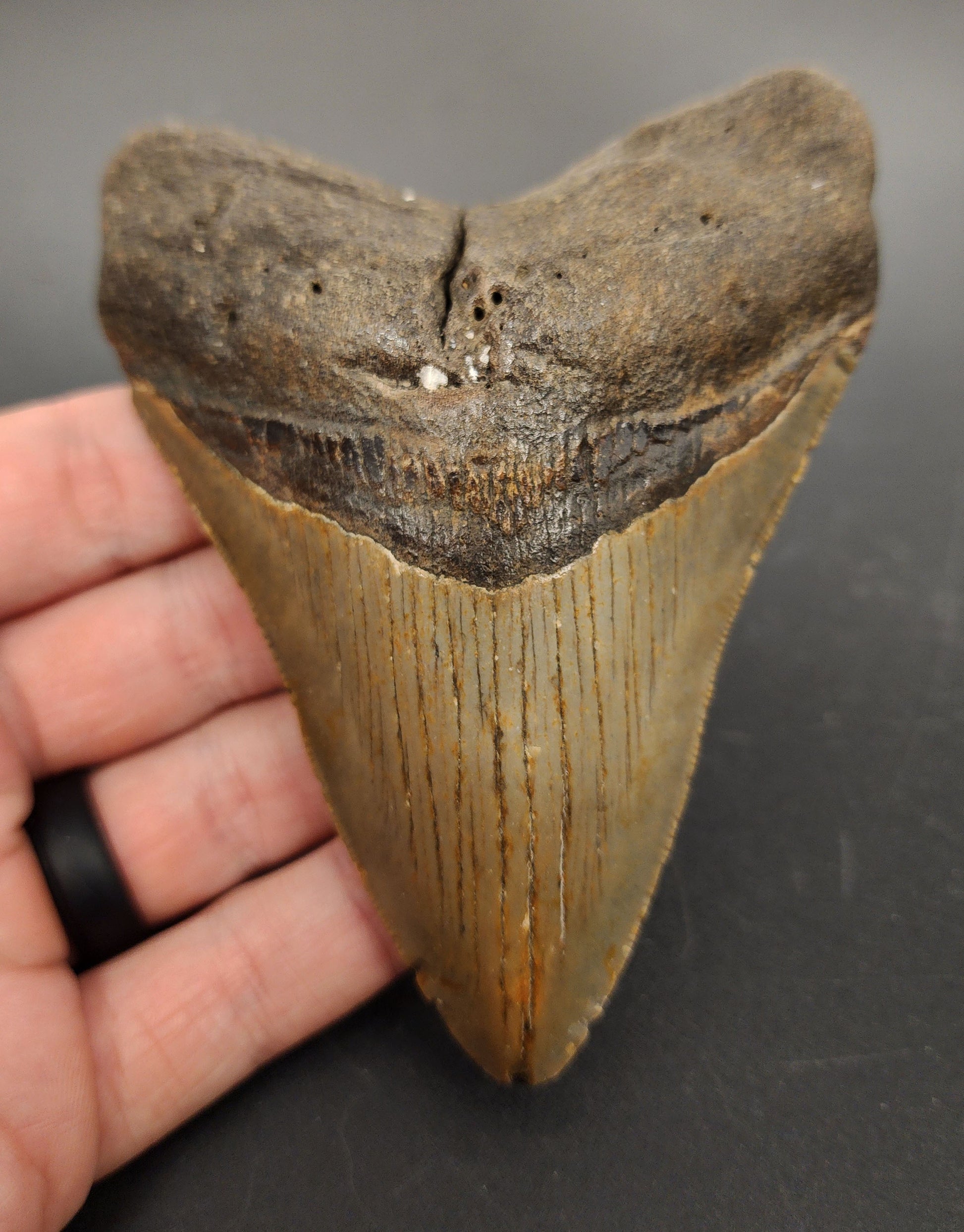 4.46 inch fossil Megalodon tooth “Meg‑Ledge” – front view showing sharp serrations, pointed tip, and natural enamel sheen