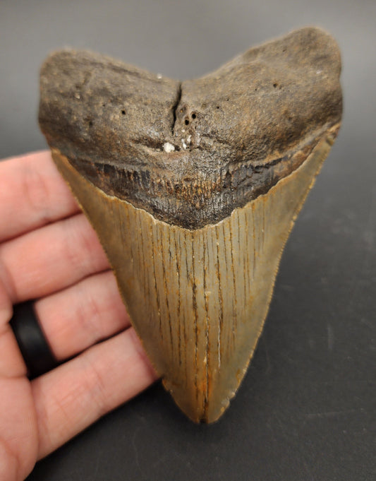 4.46 inch fossil Megalodon tooth “Meg‑Ledge” – front view showing sharp serrations, pointed tip, and natural enamel sheen