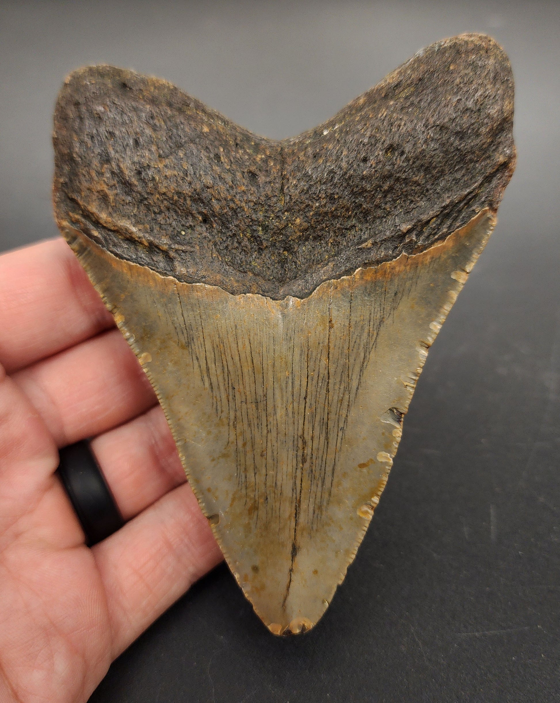 Authentic 4.46 inch Megalodon tooth “Meg‑Ledge” – angled side view highlighting bourrelet, root structure, and subtle color variation