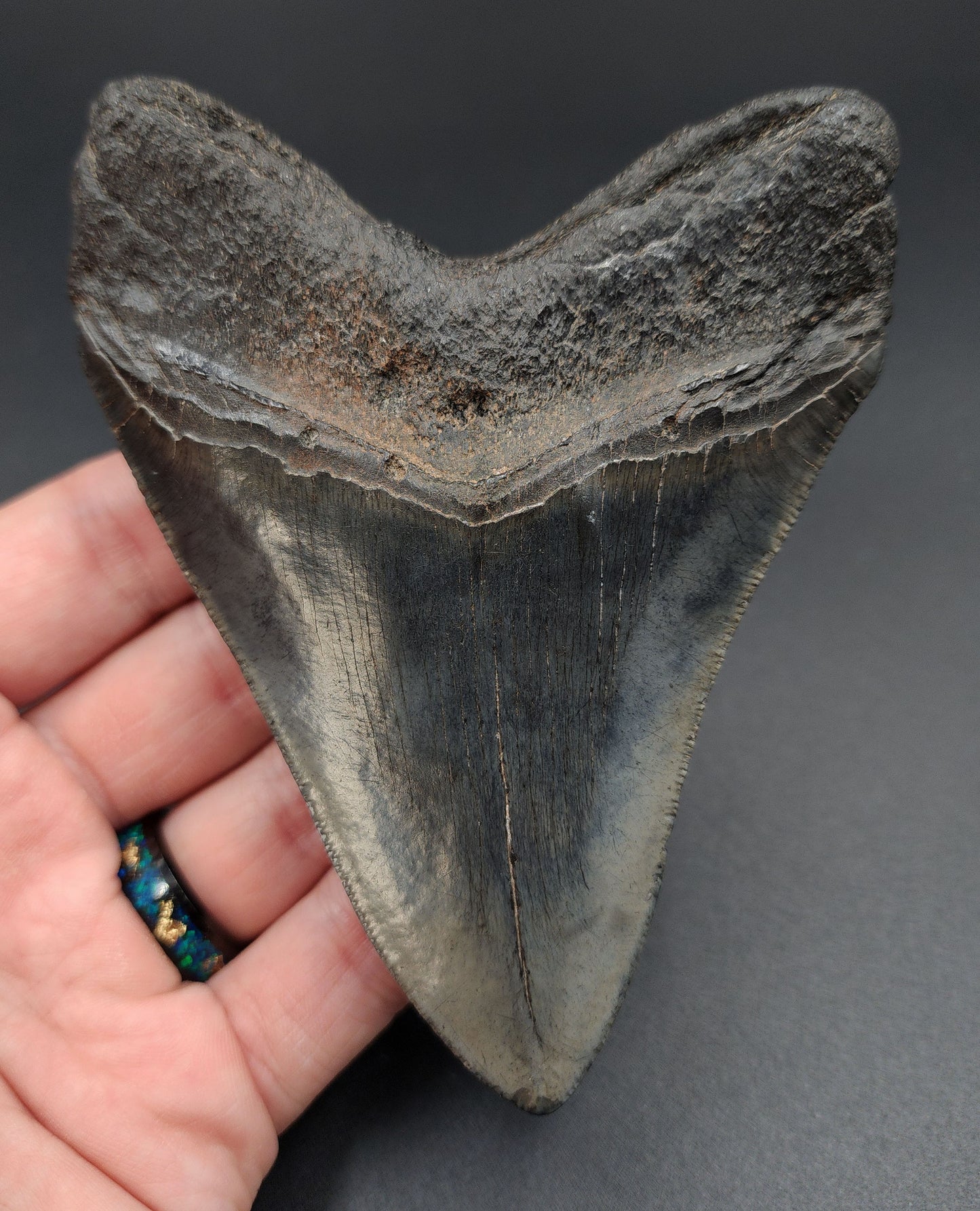 Close‑up of serrated edge on 4.52‑inch Megalodon tooth fossil from South Carolina
