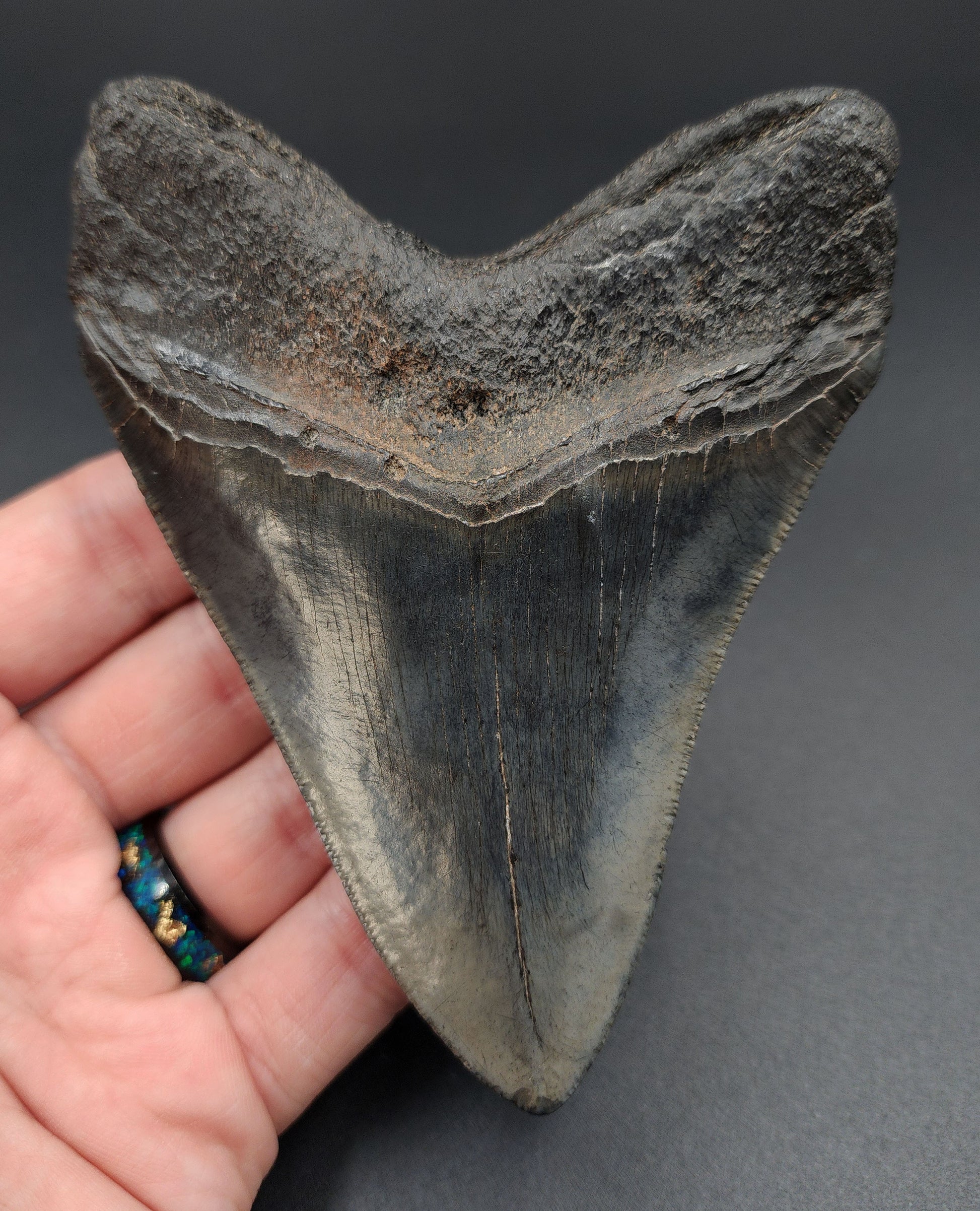 Close‑up of serrated edge on 4.52‑inch Megalodon tooth fossil from South Carolina