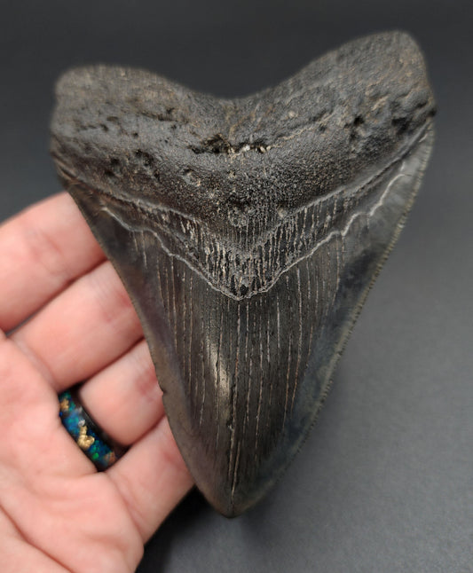 Authentic 4.52‑inch Megalodon tooth fossil from South Carolina – full front view
