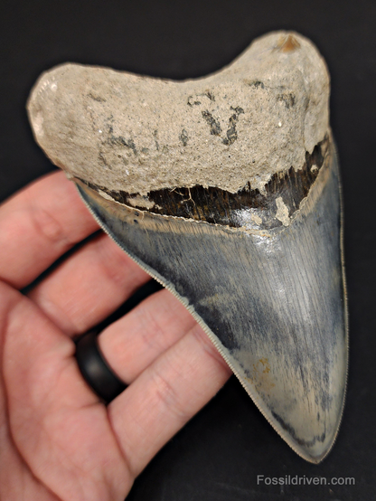 Angled perspective of 4.55″ megalodon fossil tooth (Java, Indonesia)