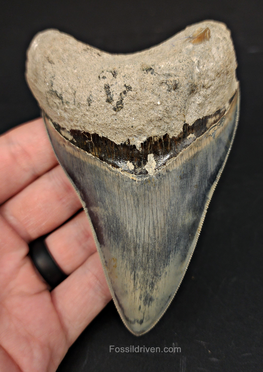 Front view of 4.55″ Carcharocles megalodon fossil tooth from Java, Indonesia