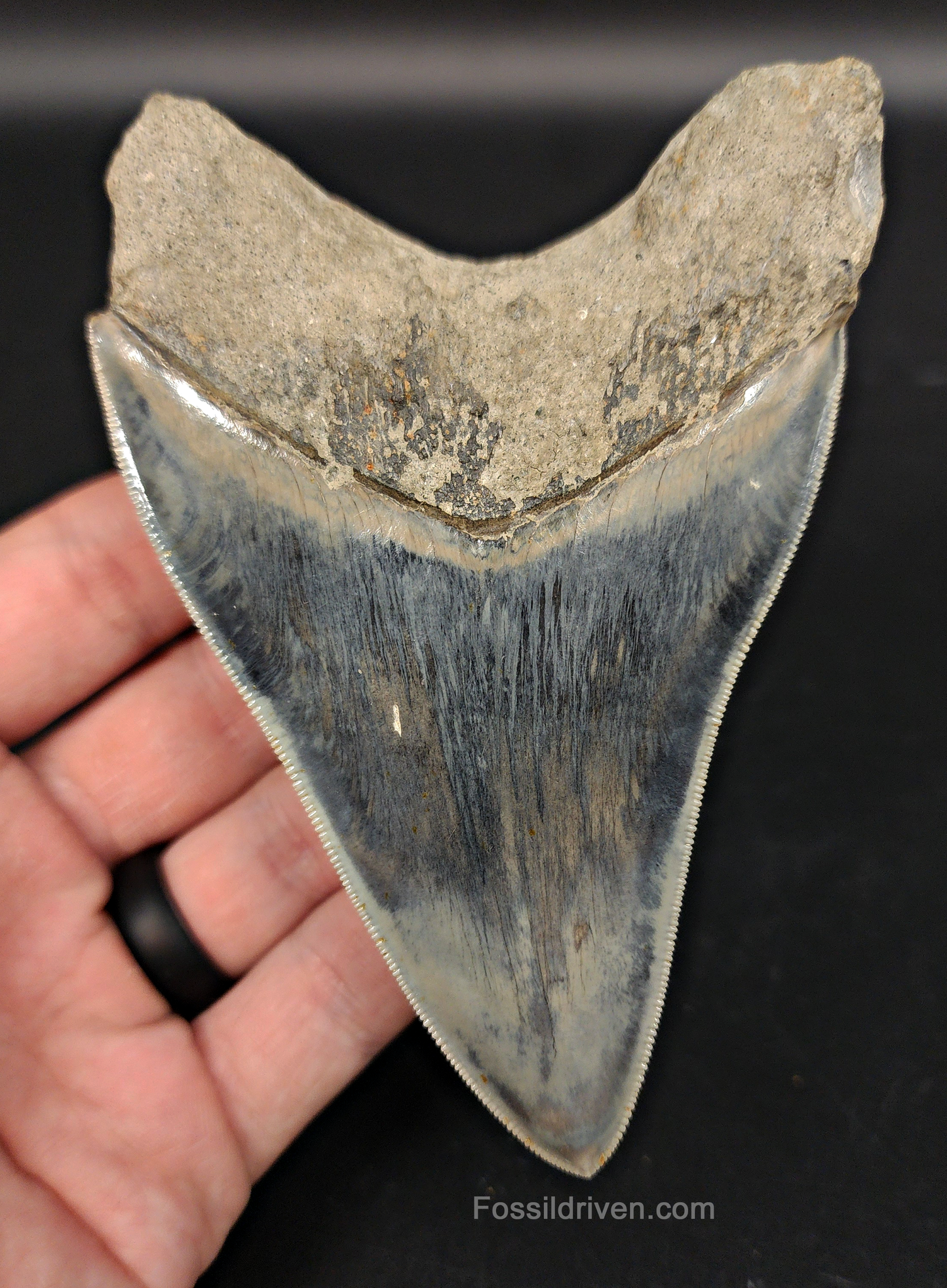 Back / root view of 4.55″ megalodon fossil tooth from Java, Indonesia