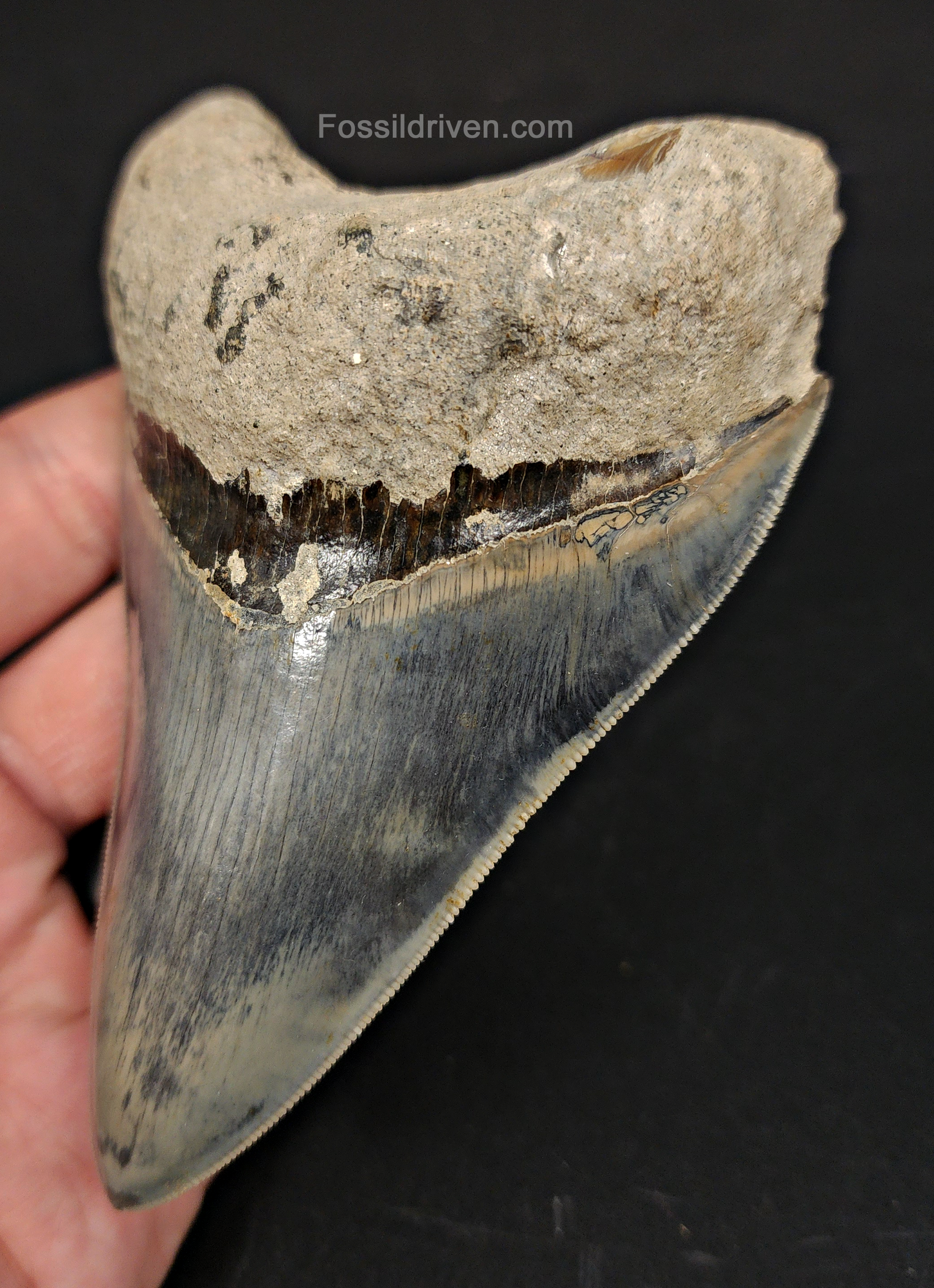 Close-up detail of serrations on 4.55″ megalodon tooth from Java, Indonesia