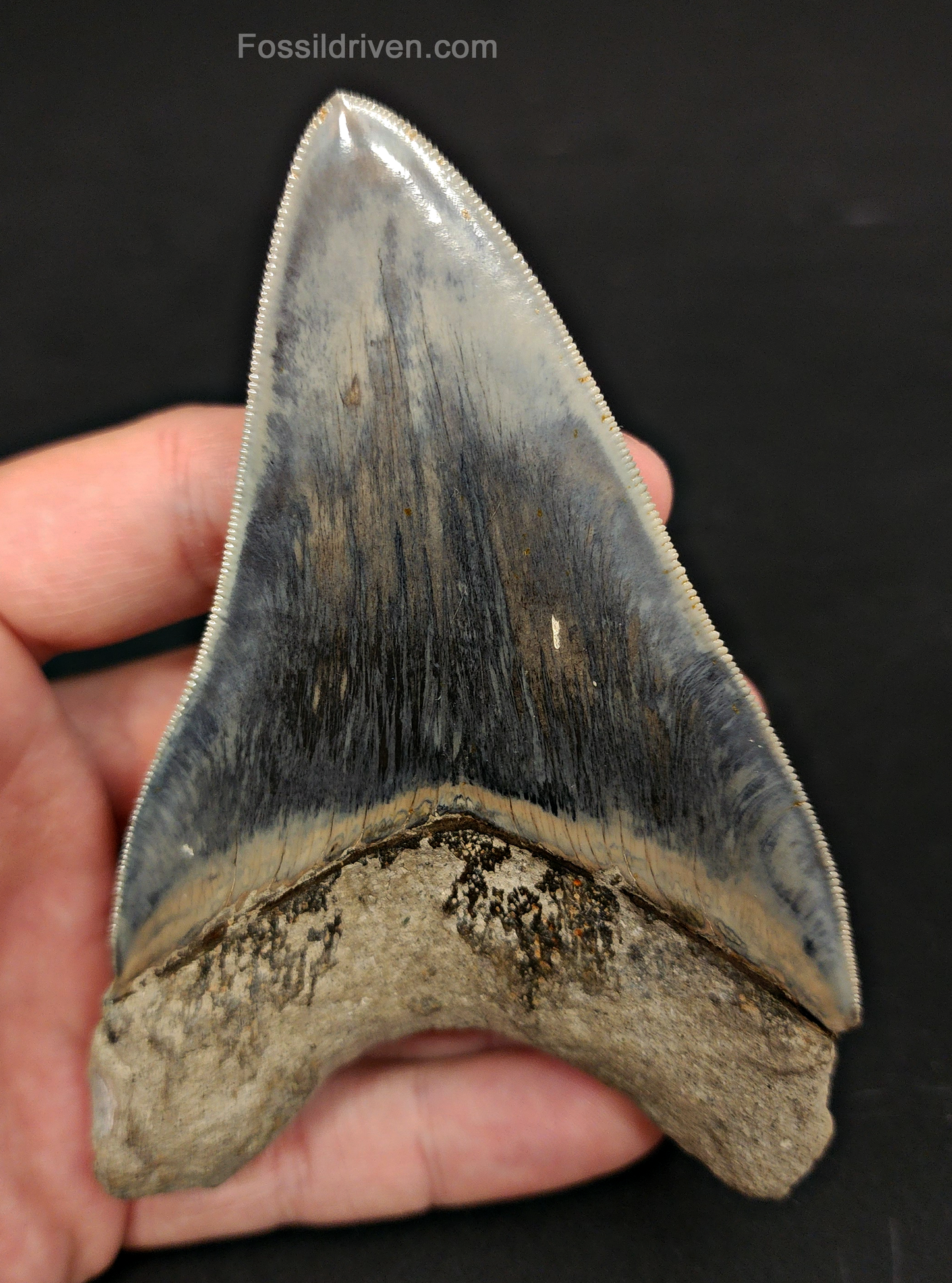 Side profile of 4.55″ megalodon fossil tooth (Java, Indonesia)