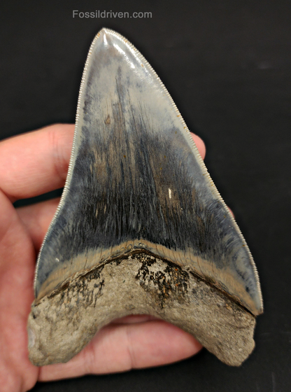 Side profile of 4.55″ megalodon fossil tooth (Java, Indonesia)