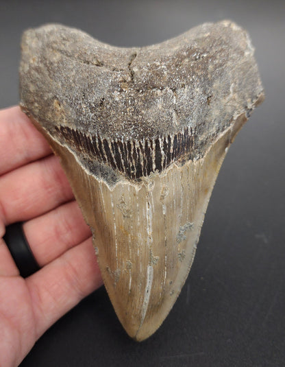 4.56 inch fossil Megalodon tooth “Meg‑Ledge” – front view showing well‑defined serrations, enamel sheen, and preserved root structure