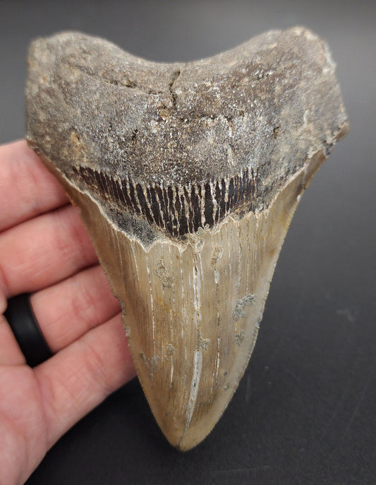 4.56 inch fossil Megalodon tooth “Meg‑Ledge” – front view showing well‑defined serrations, enamel sheen, and preserved root structure