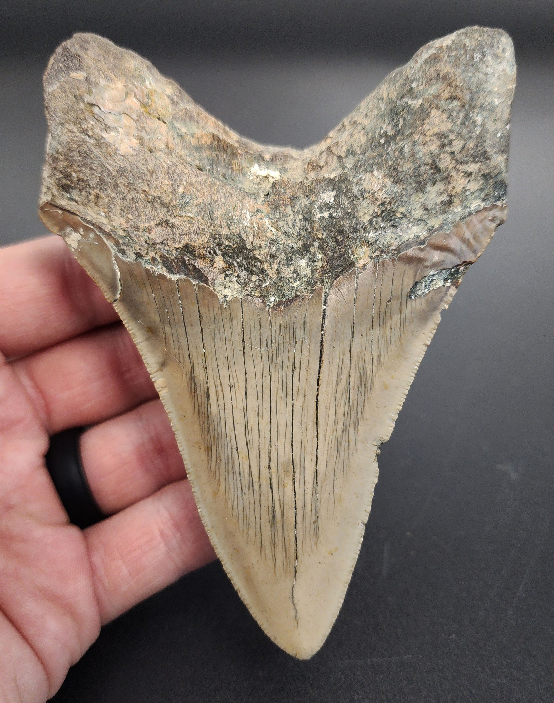 Collector‑quality 4.56 inch Megalodon tooth “Meg‑Ledge” – angled side view highlighting bourrelet, blade curvature, and natural color gradient